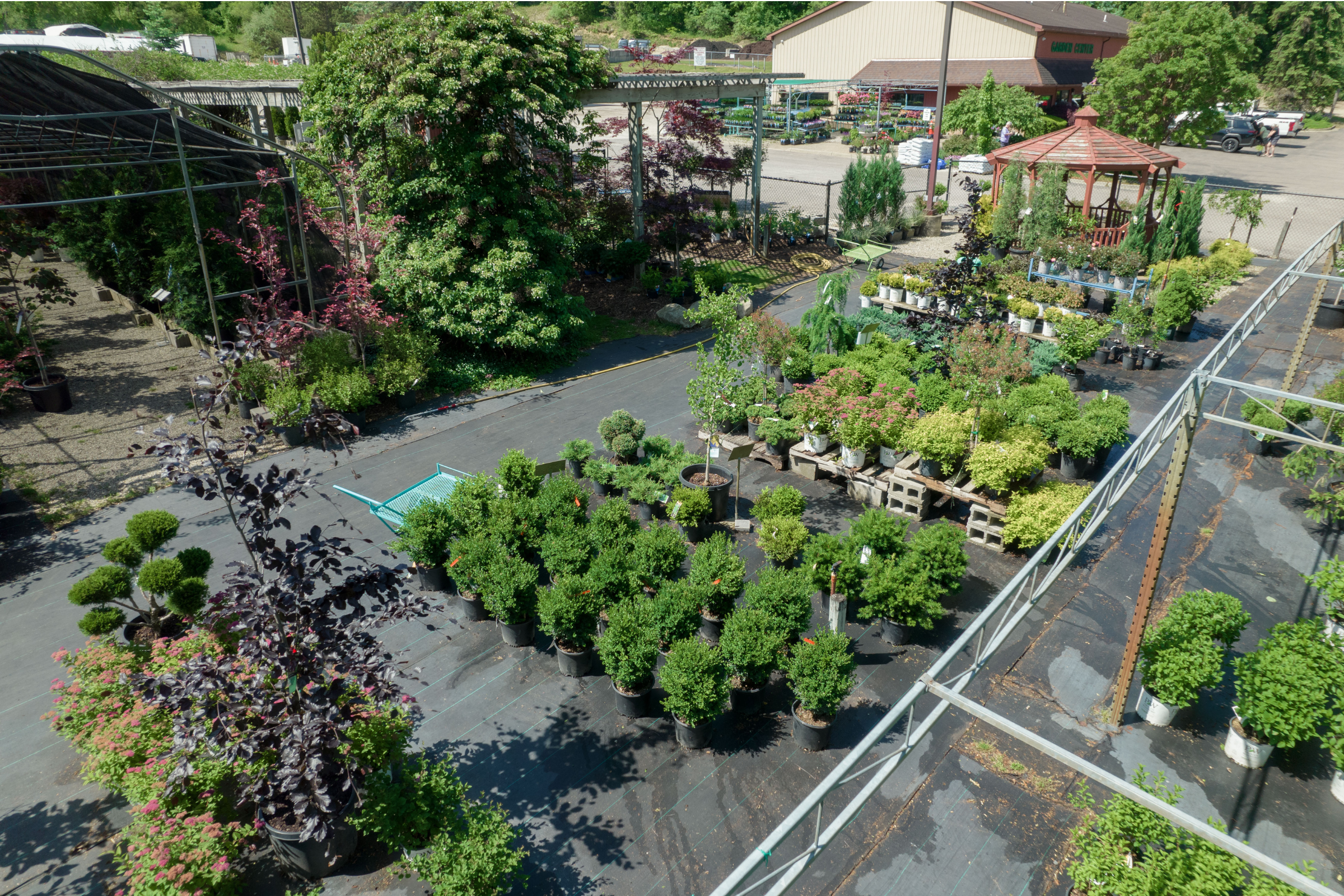 Shrubs