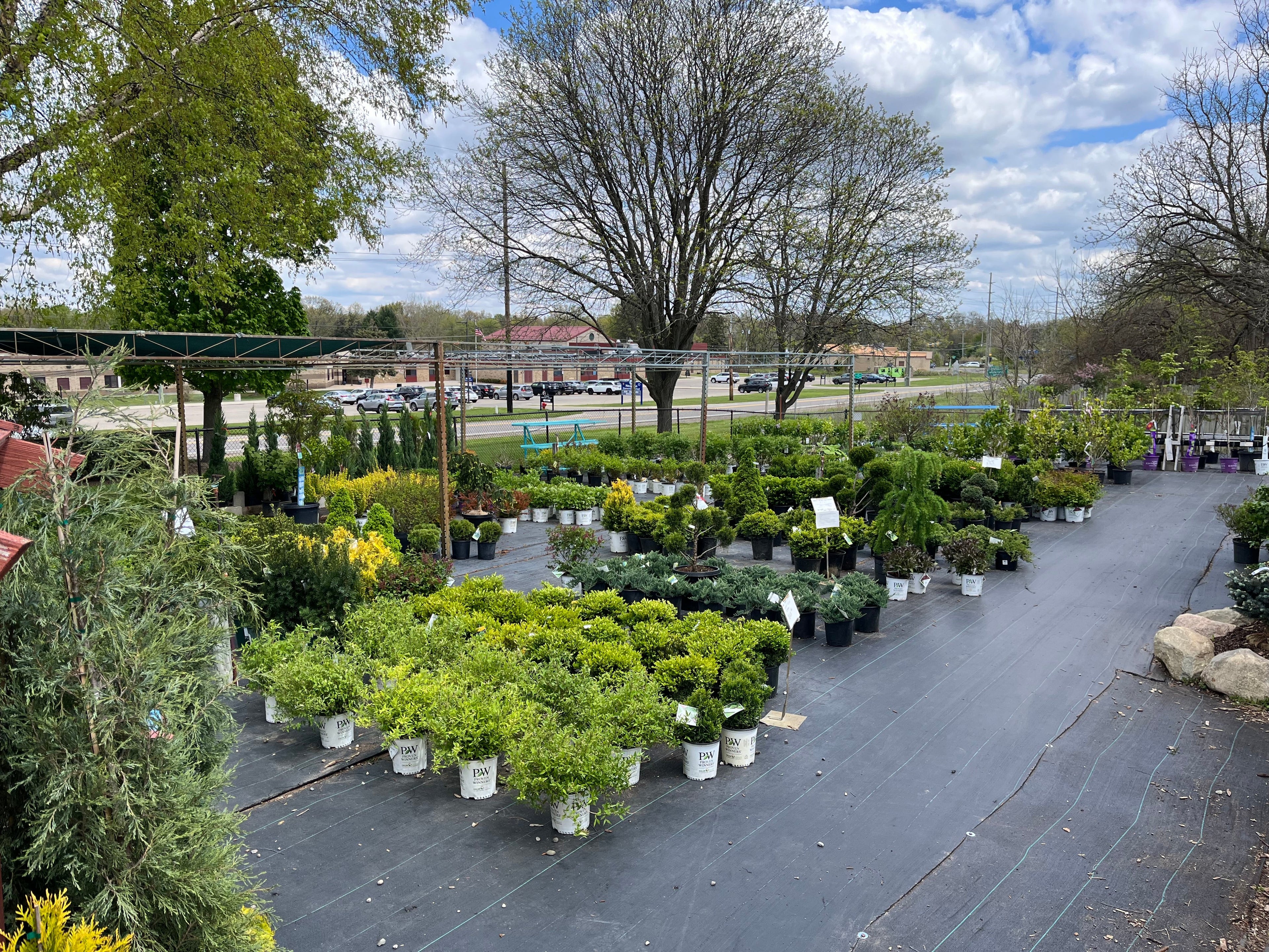 Shrubs