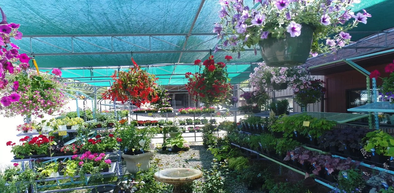 Perennials