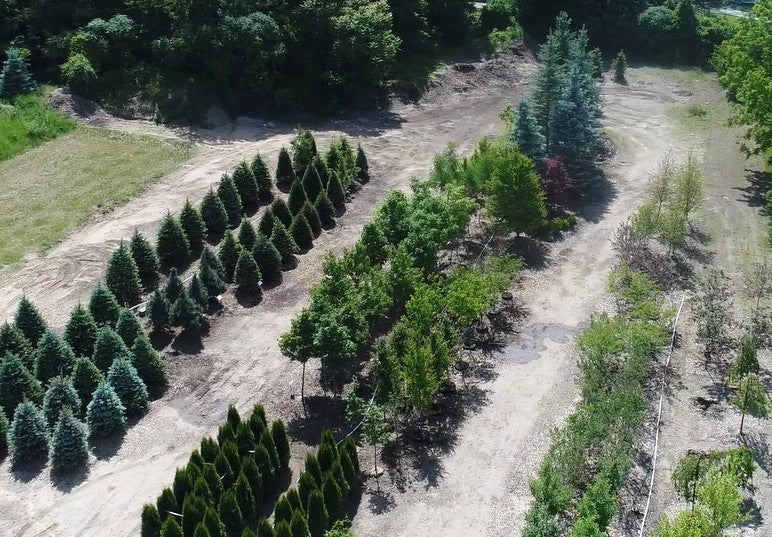 Trees