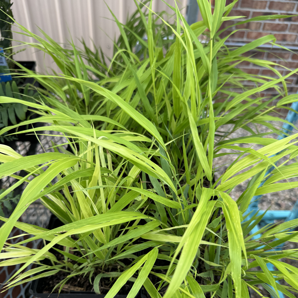 All Gold Japanese Forest Grass