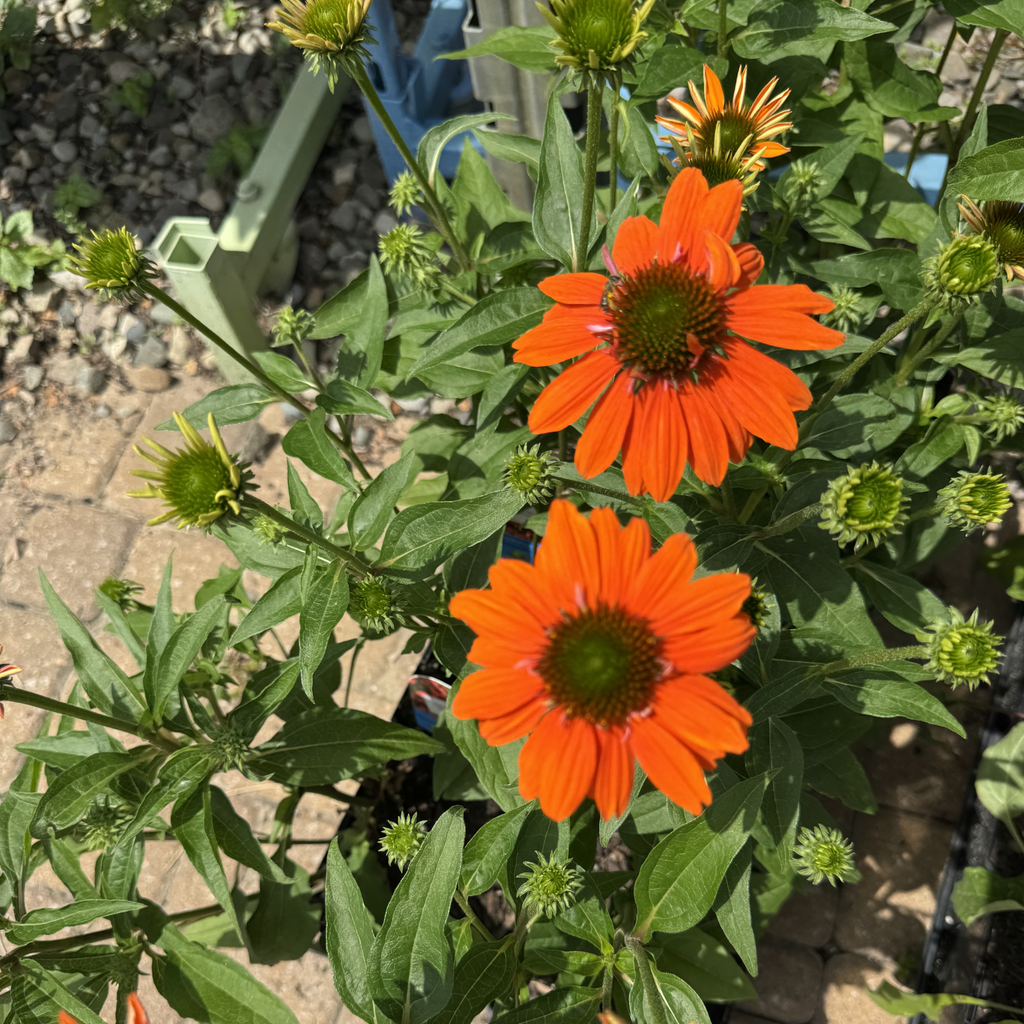 Sombrero Adobe Orange Echinacea