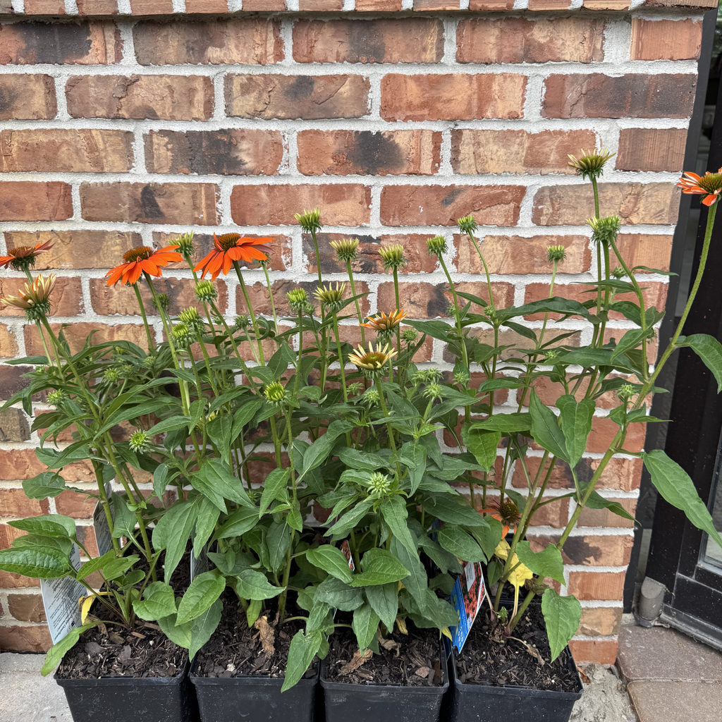 Sombrero Adobe Orange Echinacea