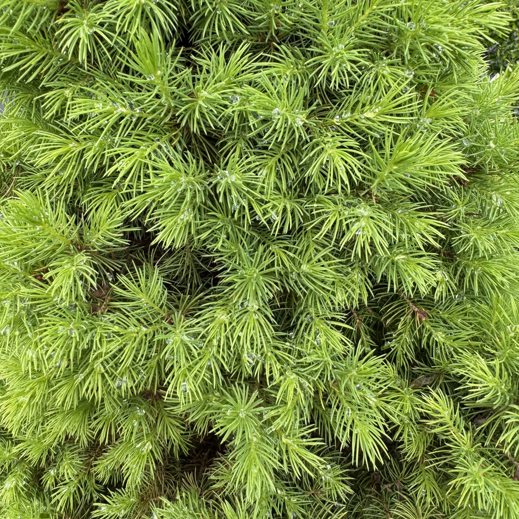 Alberta Spruce
