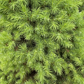 Alberta Spruce