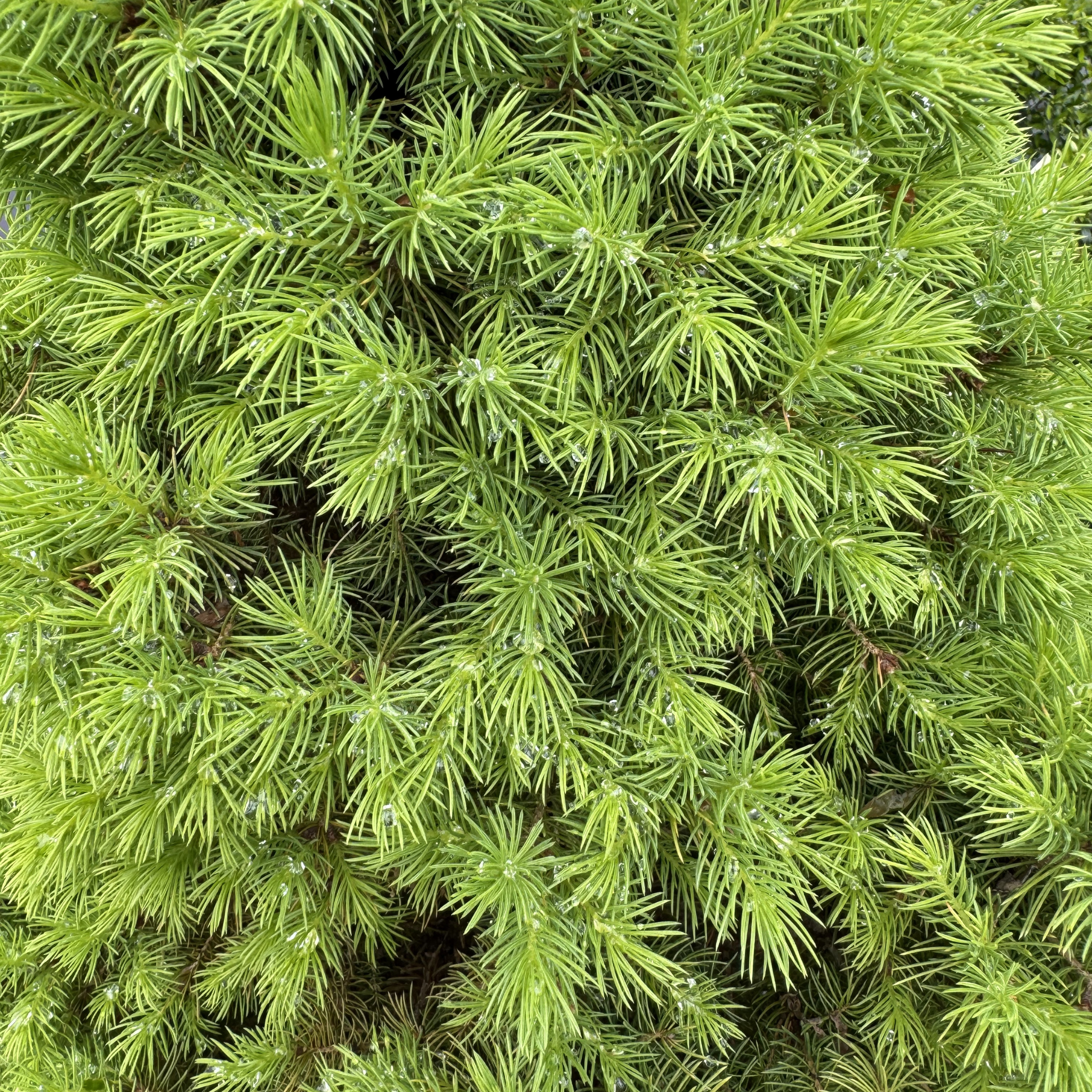 Alberta Spruce