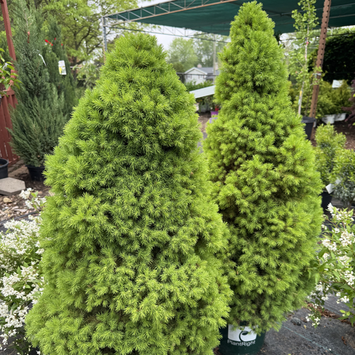 Alberta Spruce