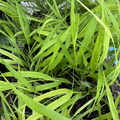 All Gold Japanese Forest Grass