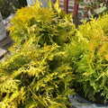 Anna's Magic Ball Arborvitae