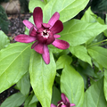 Aphrodite Sweetshrub