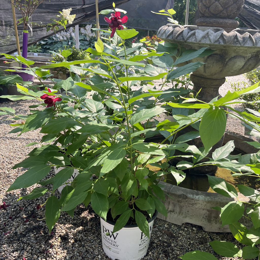 Aphrodite Sweetshrub