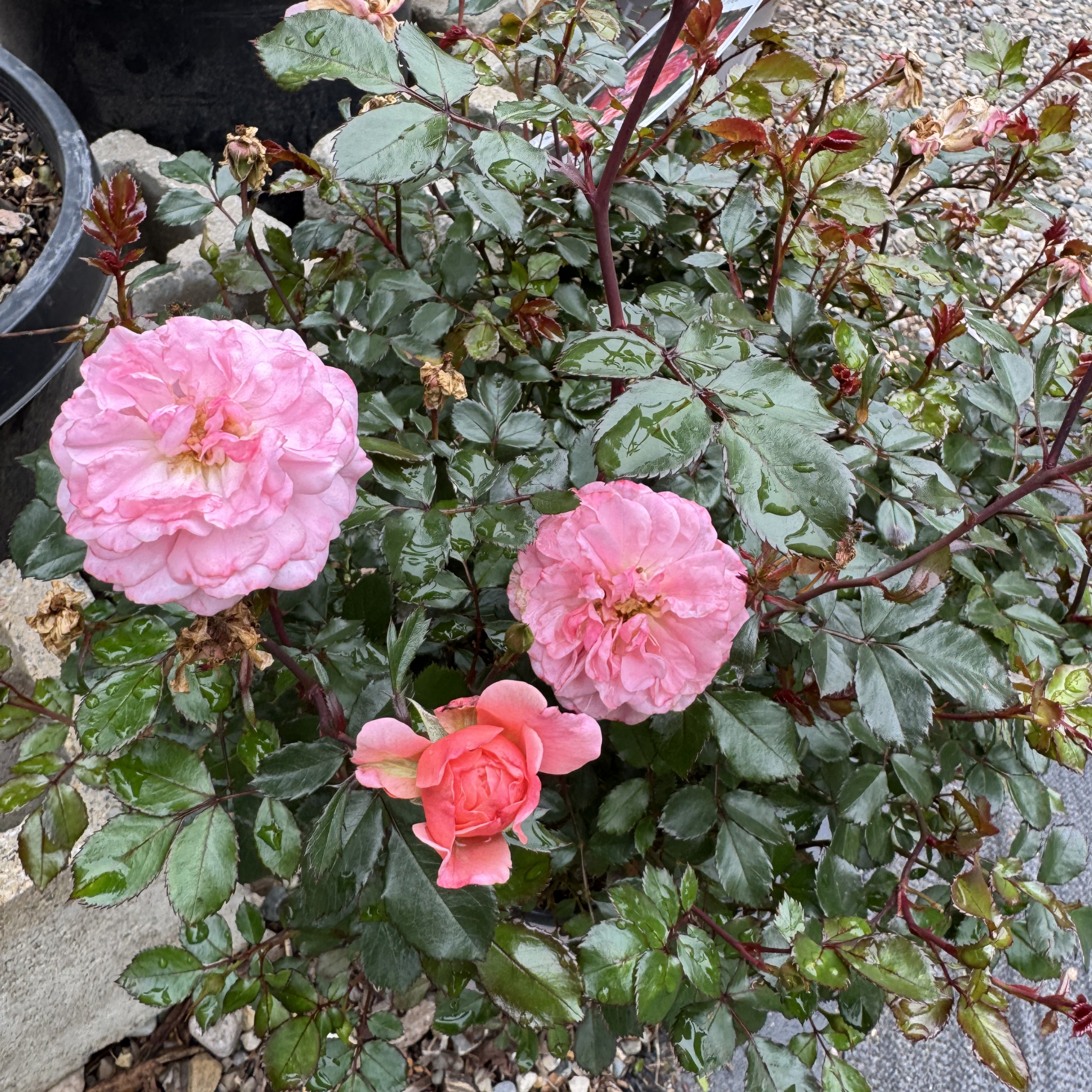 Drift Rose Apricot
