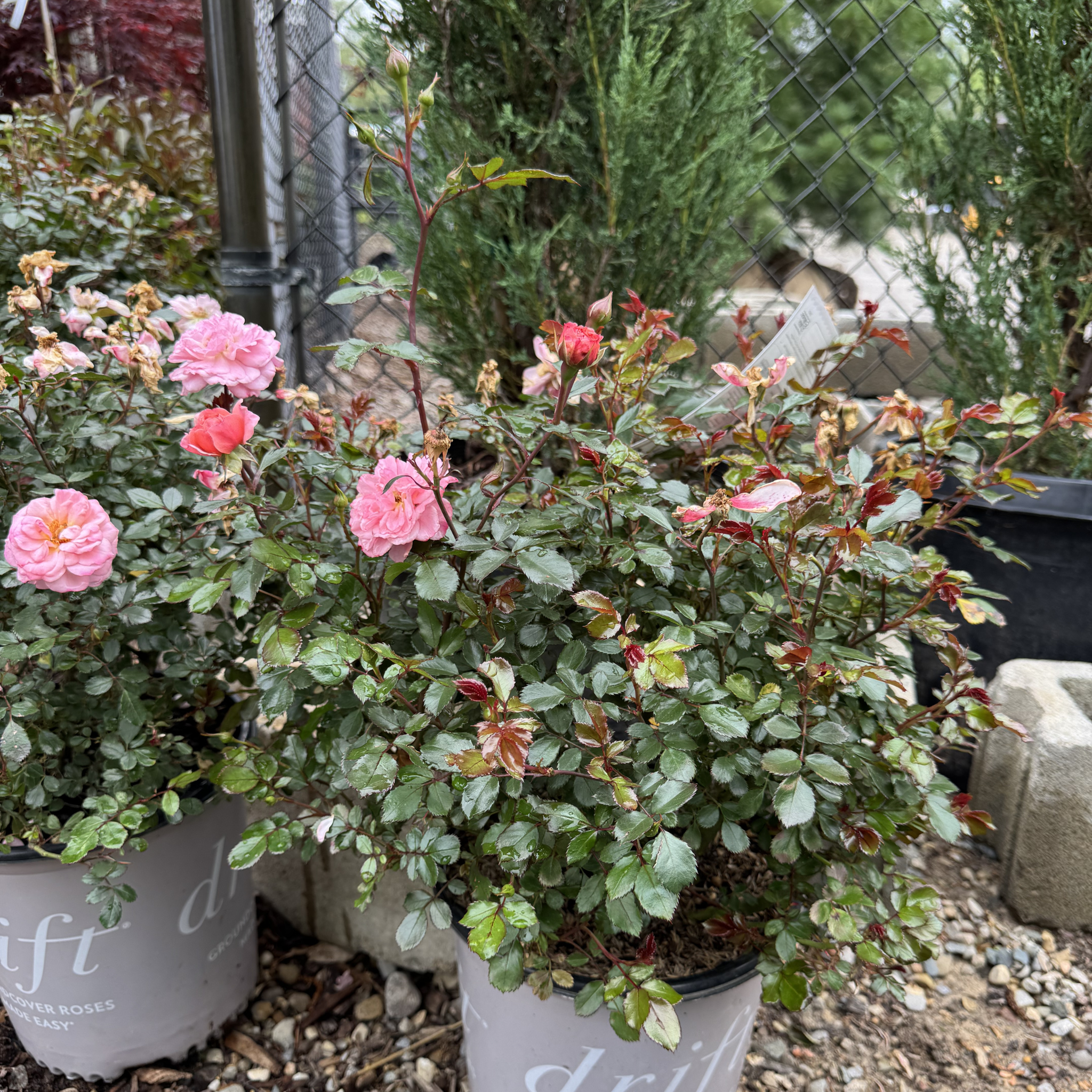 Drift Rose Apricot