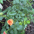 At Last Rose - Orange