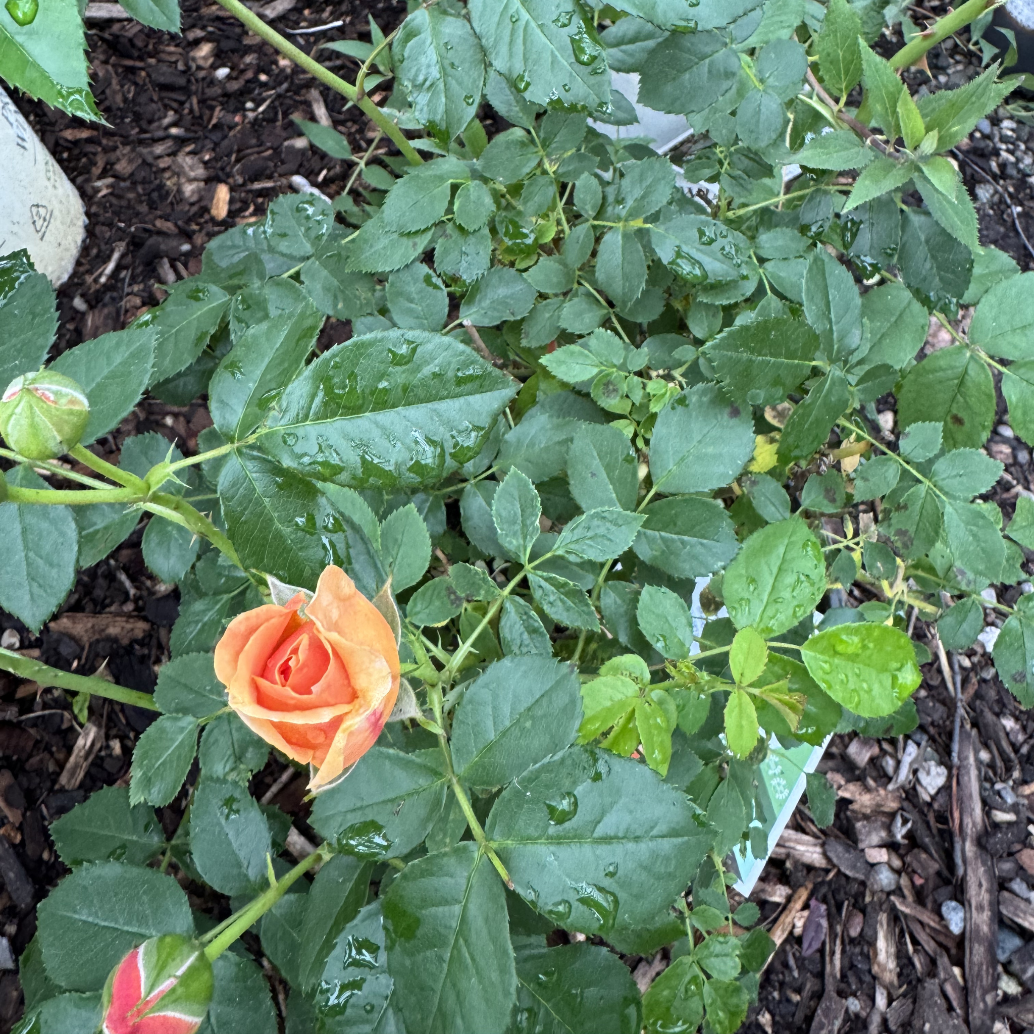 At Last Rose - Orange