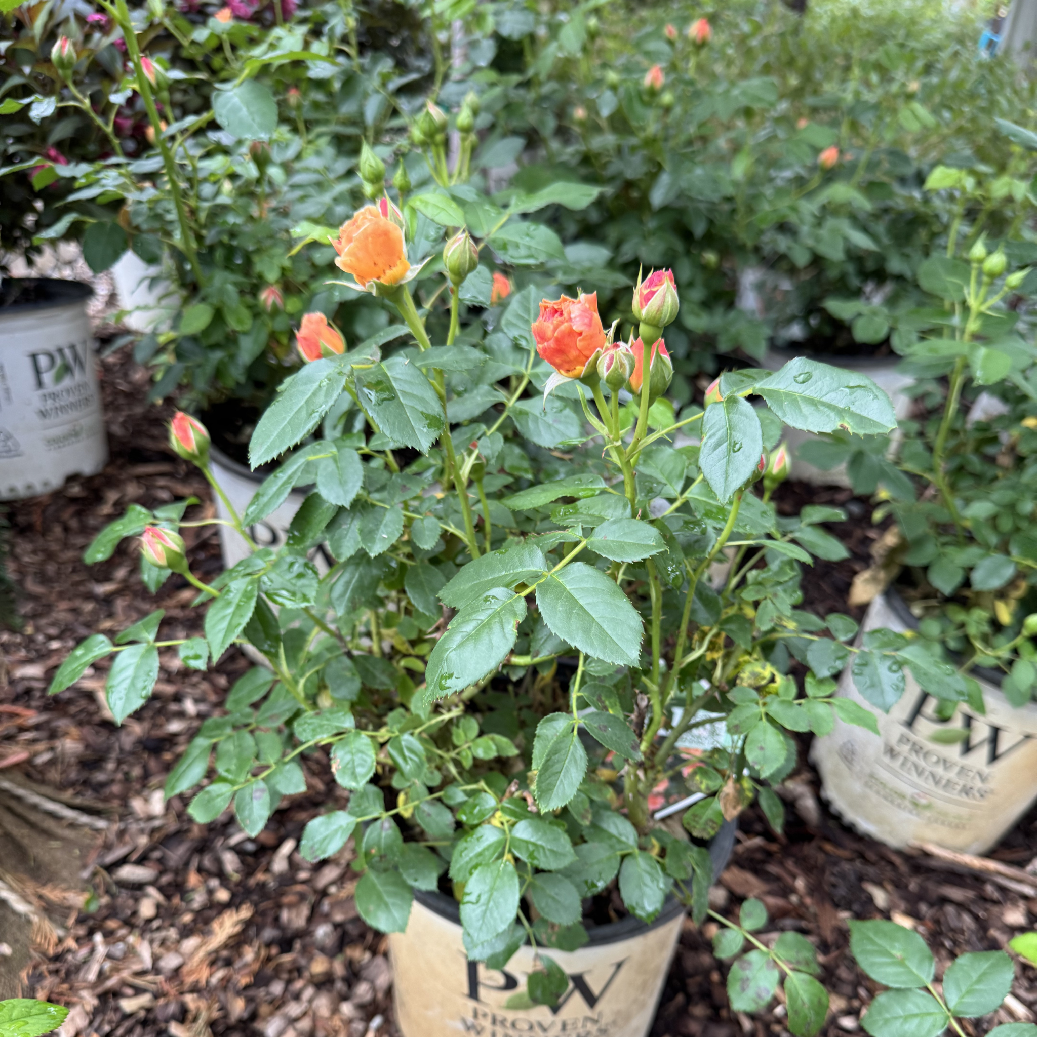 At Last Rose - Orange