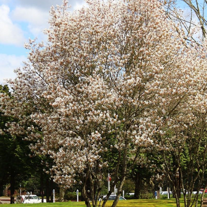 Autumn Brilliance Serviceberry