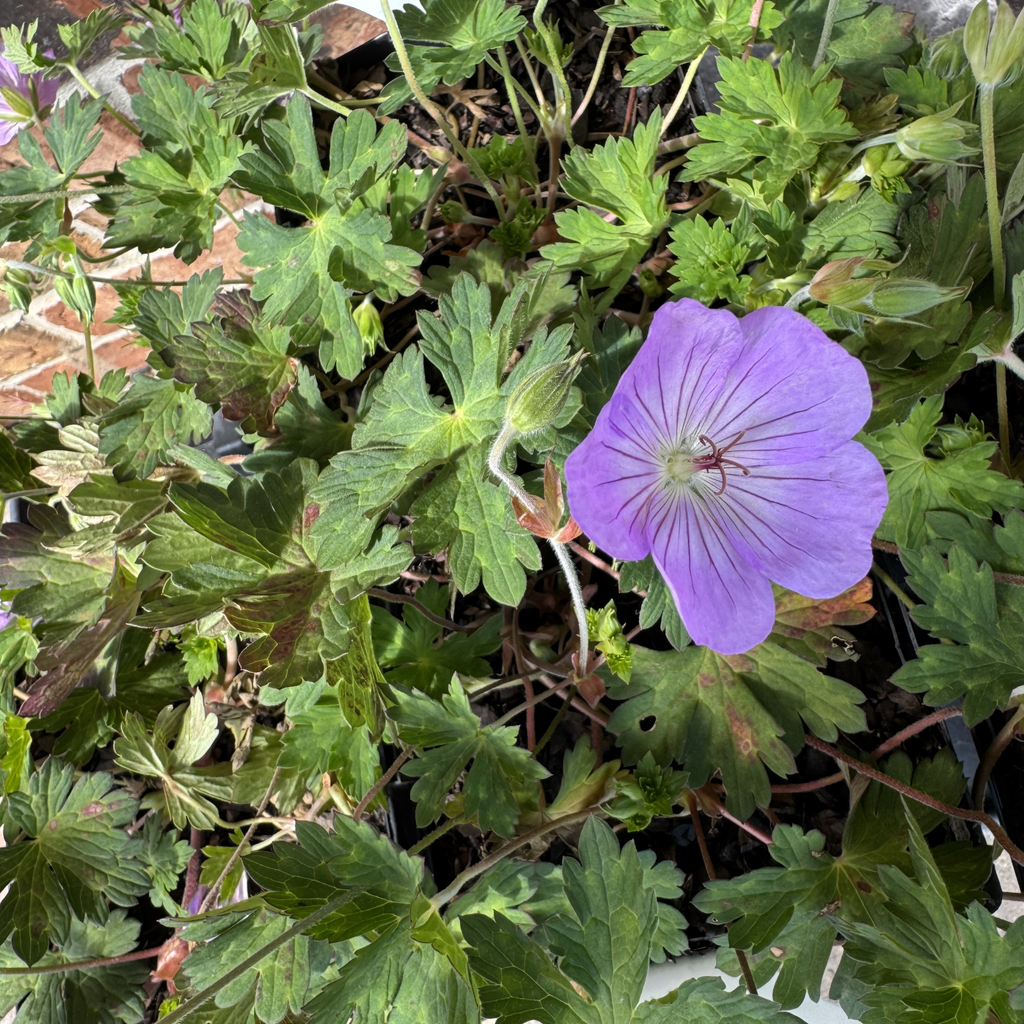Azure Rush Geranium