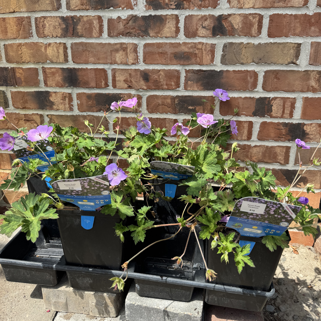 Azure Rush Geranium
