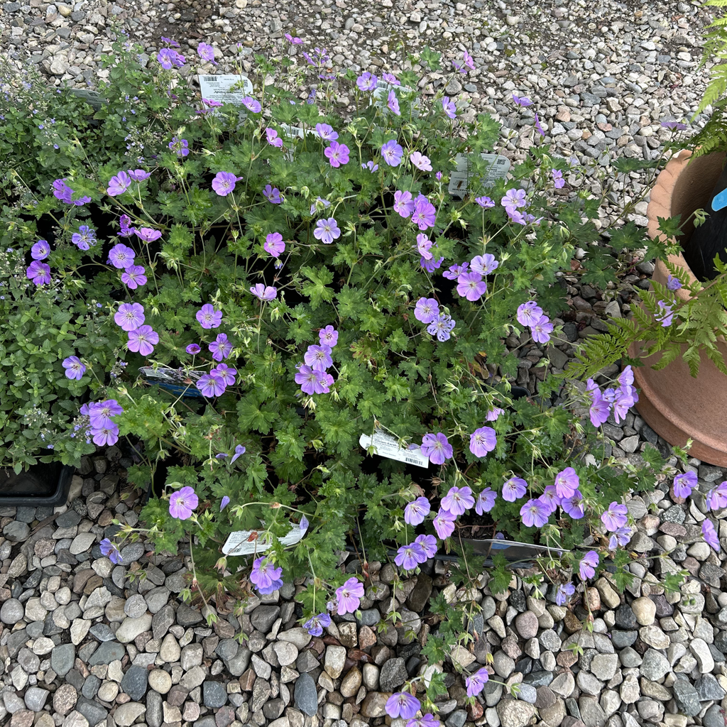 Azure Rush Geranium