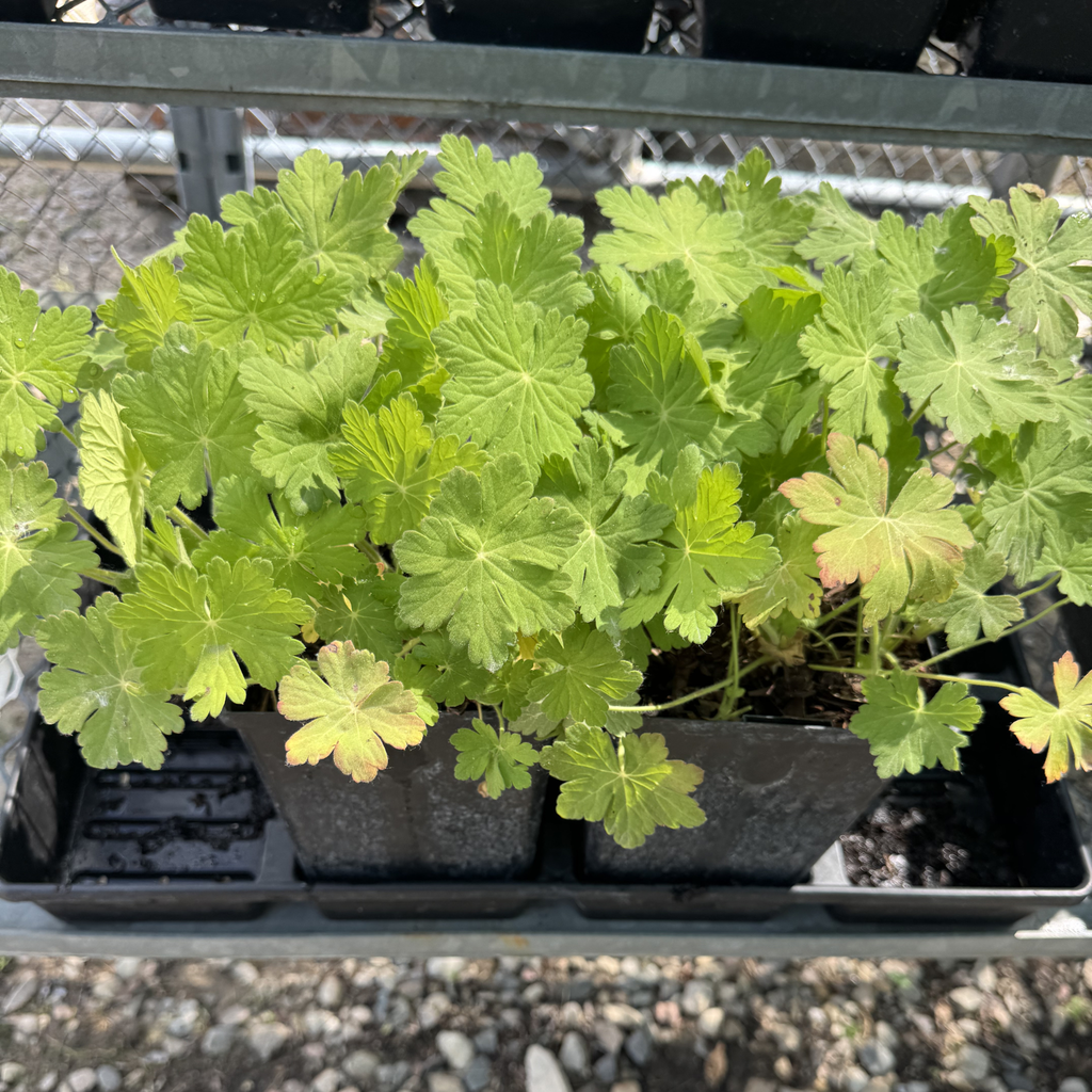 Bevan's Bigroot Geranium