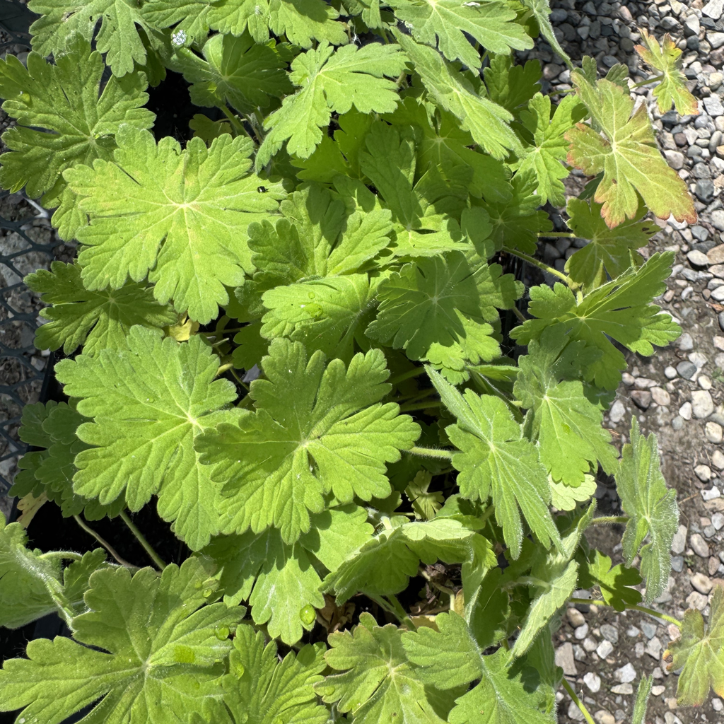 Bevan's Bigroot Geranium