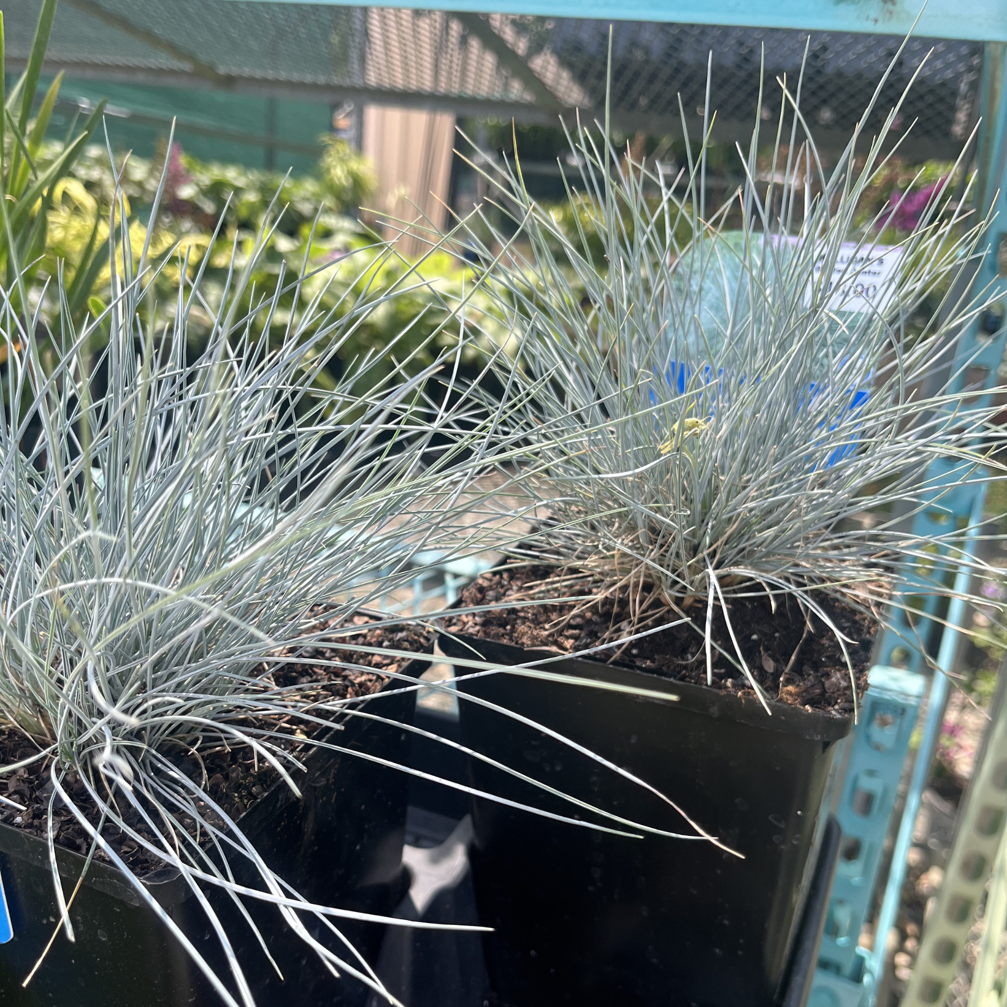 Beyond Blue Fescue