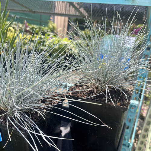 Beyond Blue Fescue