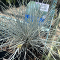 Beyond Blue Fescue