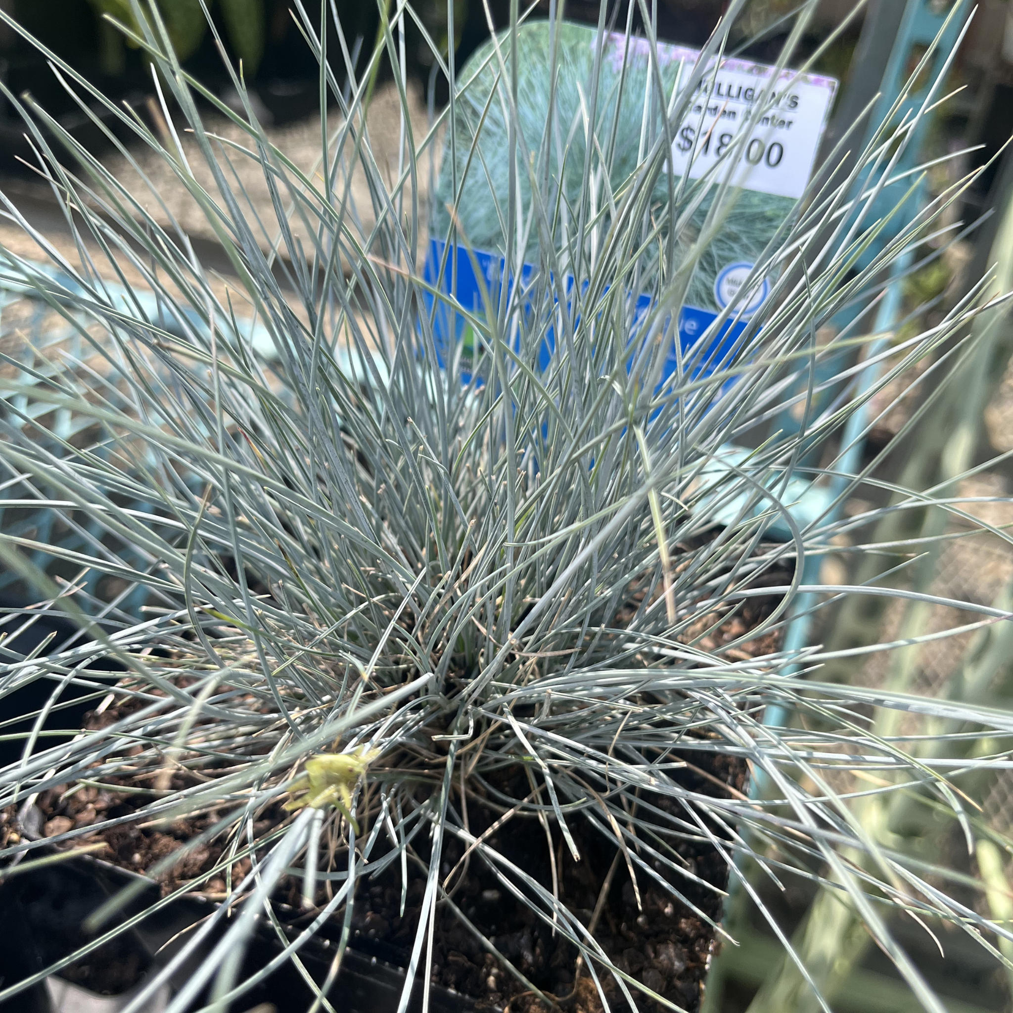 Beyond Blue Fescue