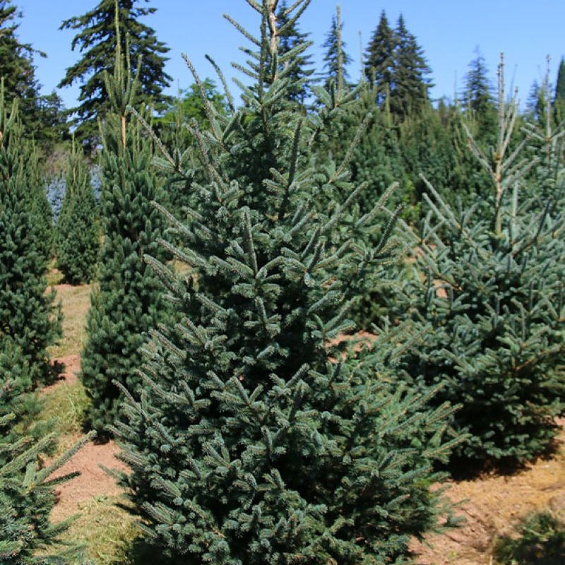 Blackhill Spruce