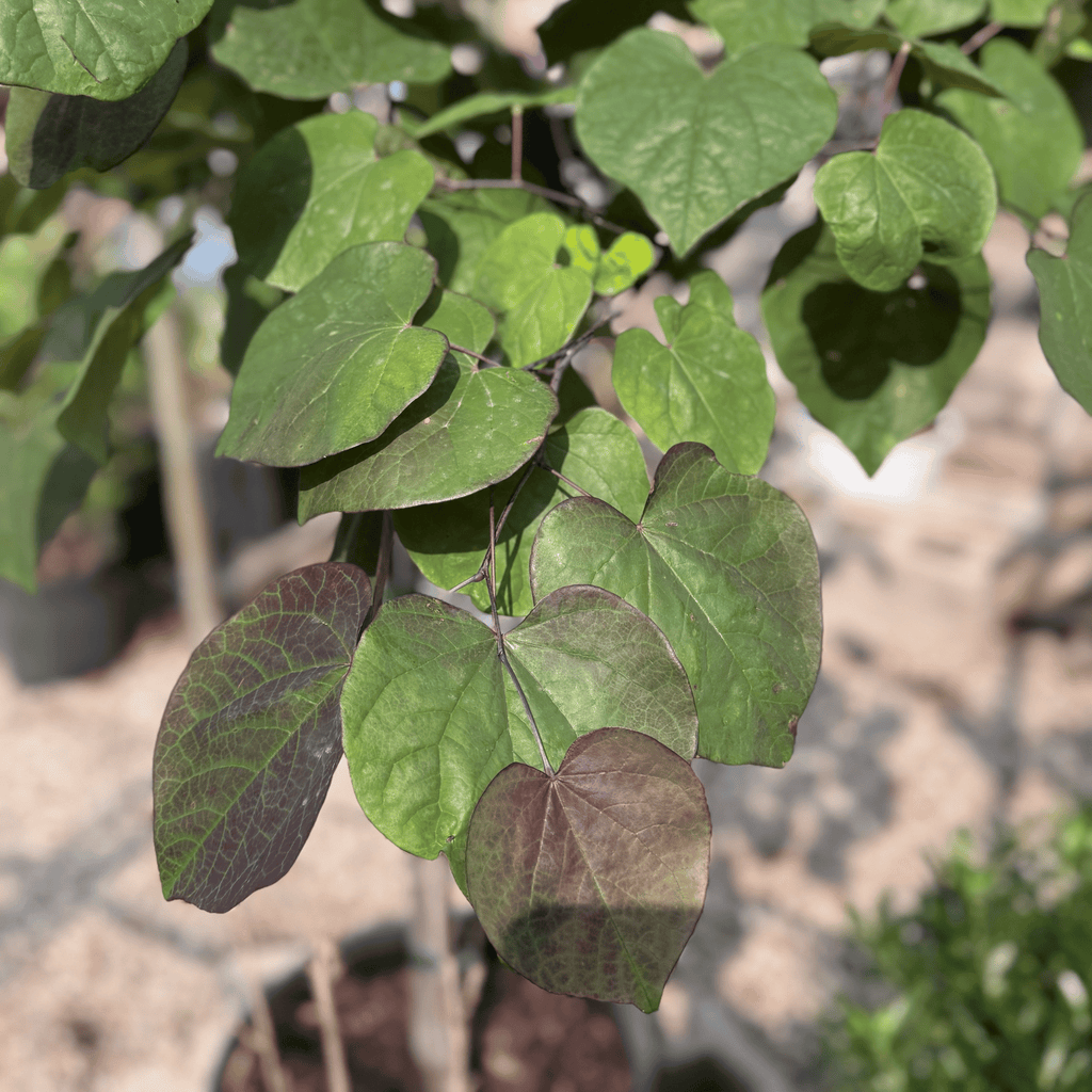 Black Pearl Eastern Redbud