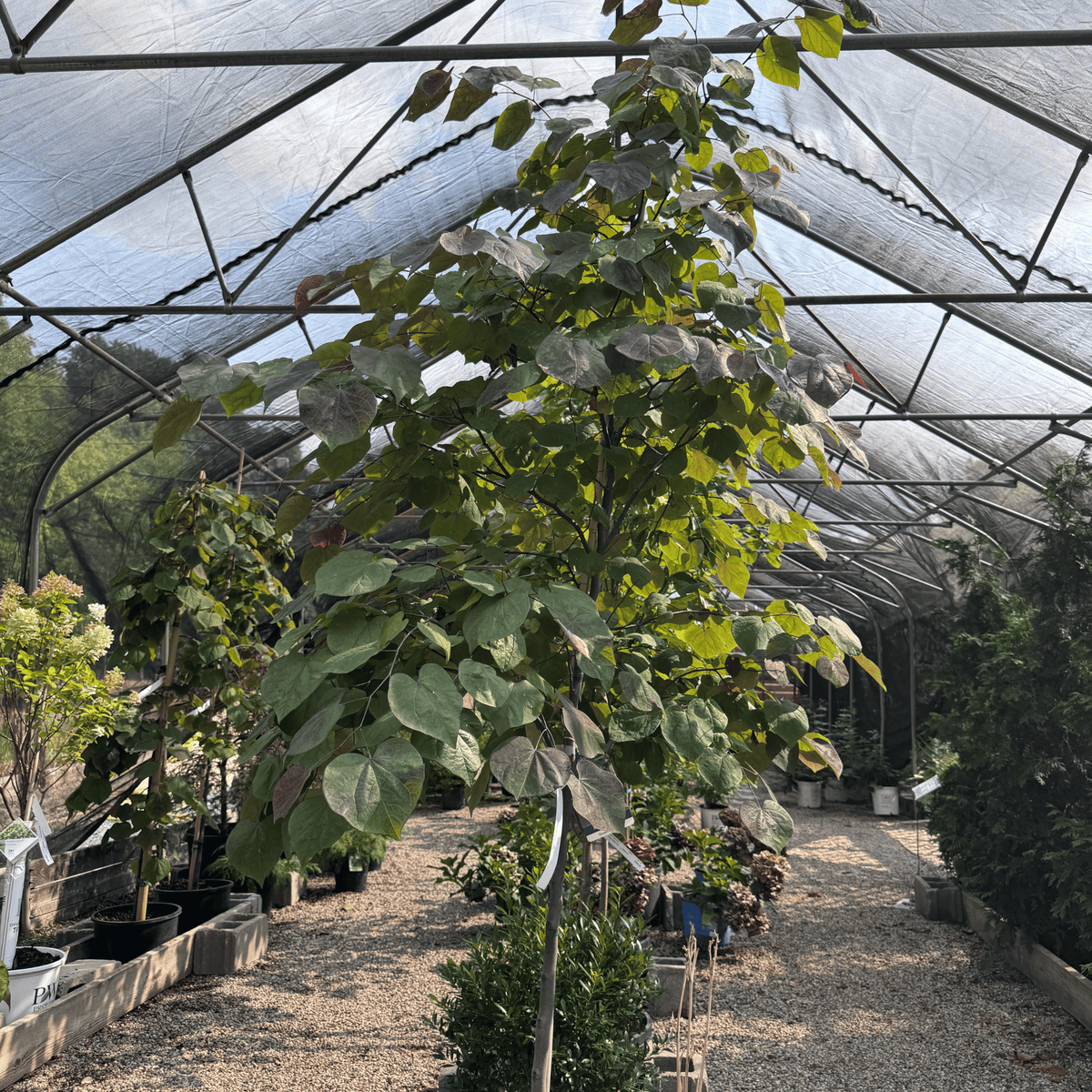 Black Pearl Eastern Redbud