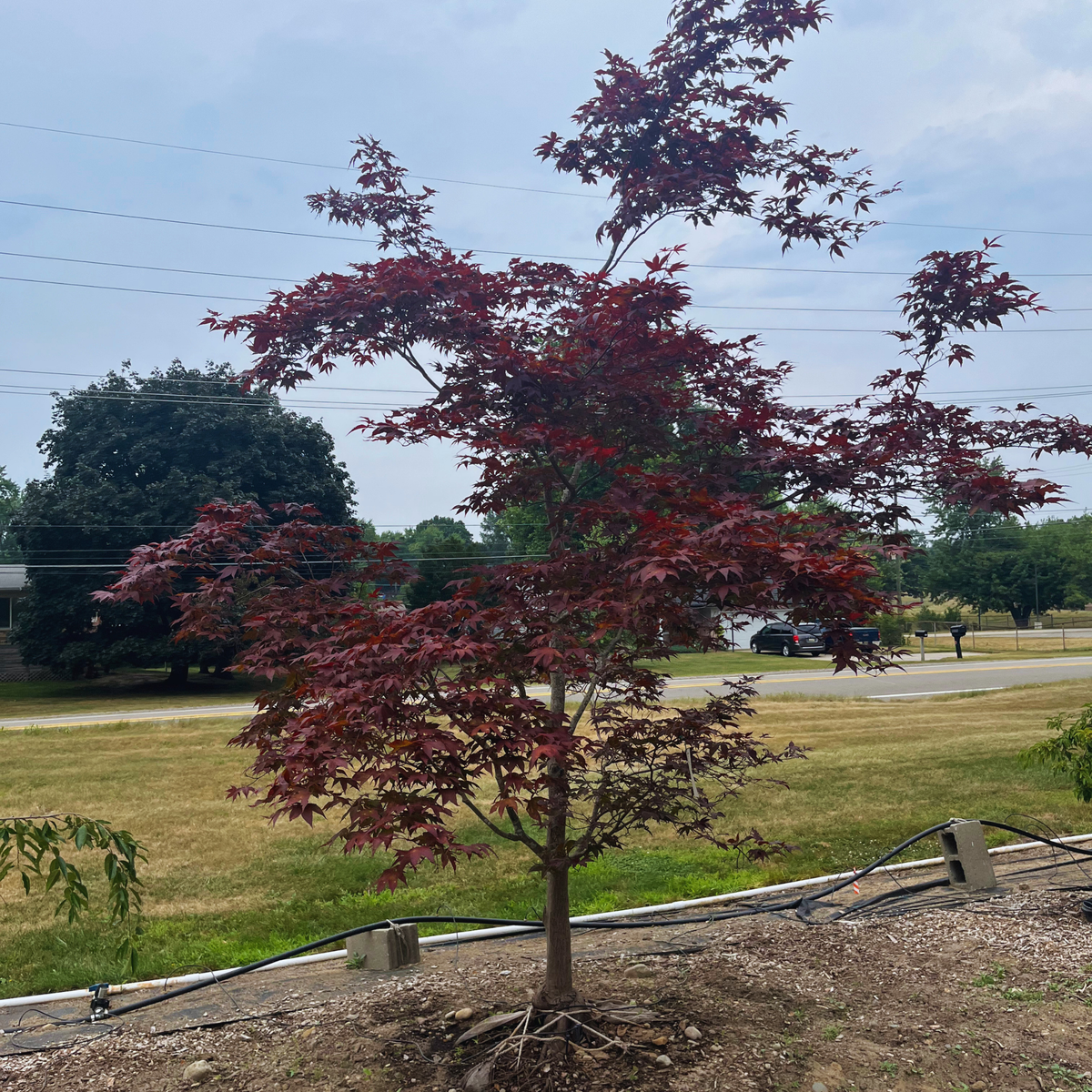 Bloodgood Japanese Maple
