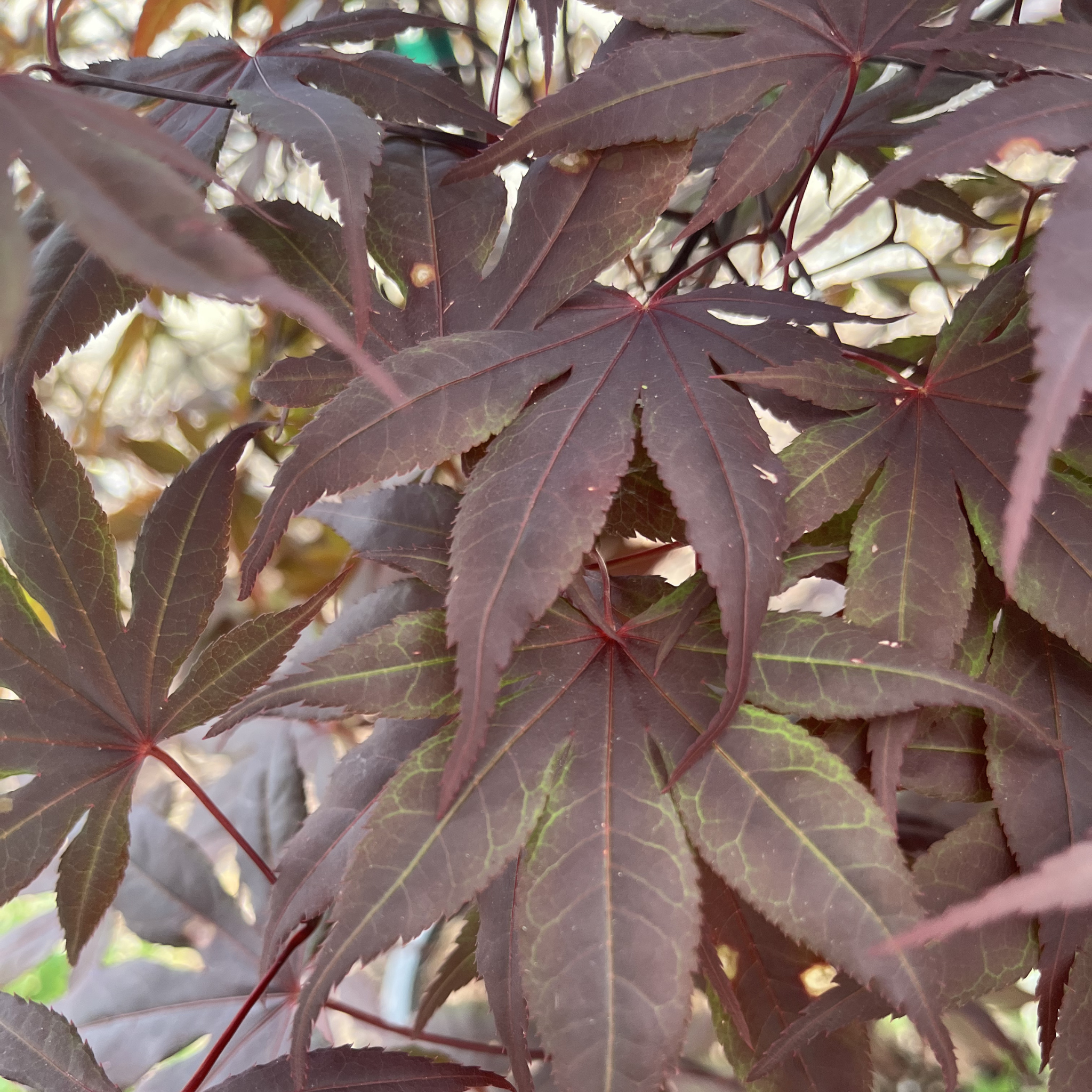 Bloodgood Japanese Maple