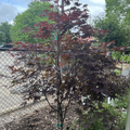 Bloodgood Japanese Maple