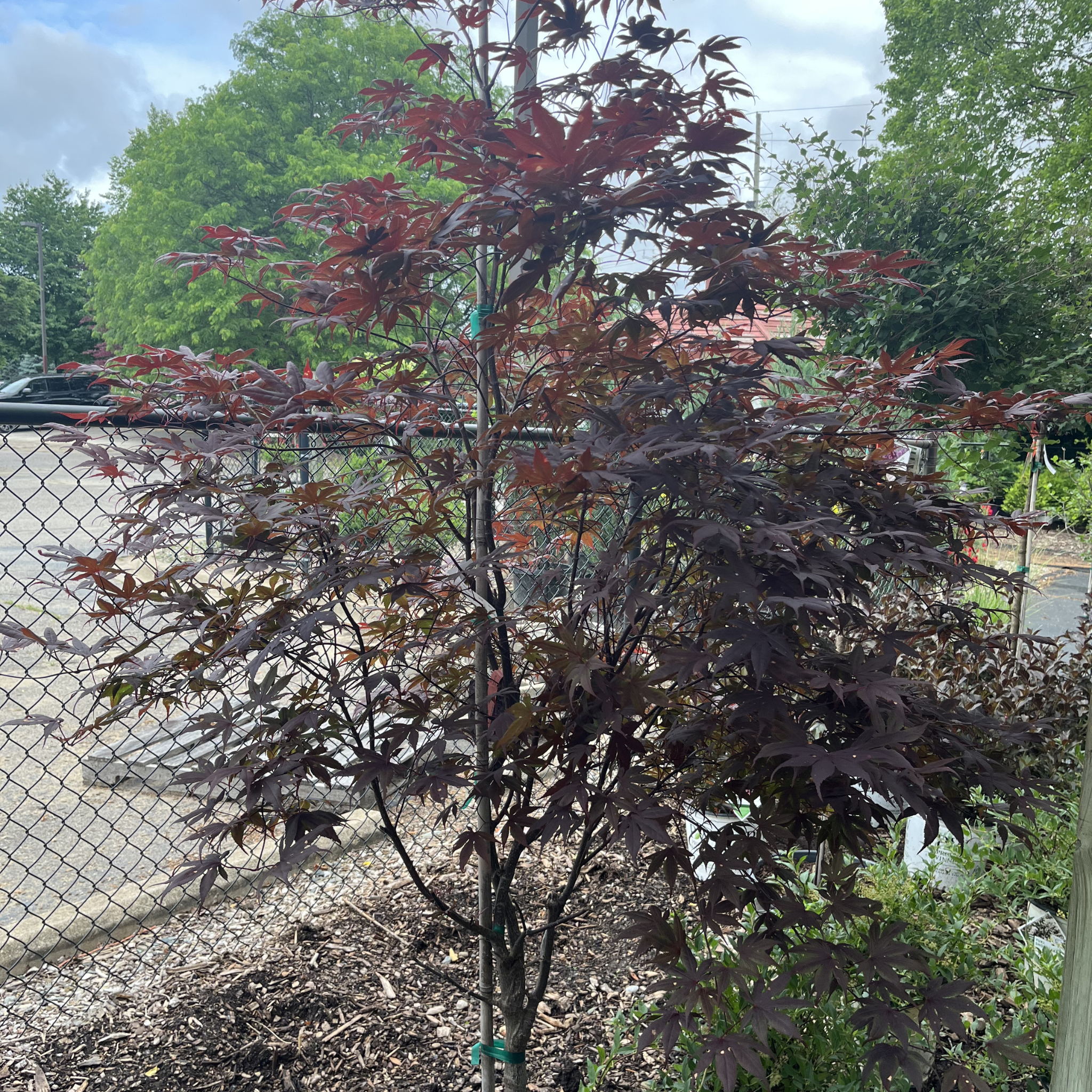Bloodgood Japanese Maple