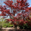 Bloodgood Japanese Maple Multi-stem