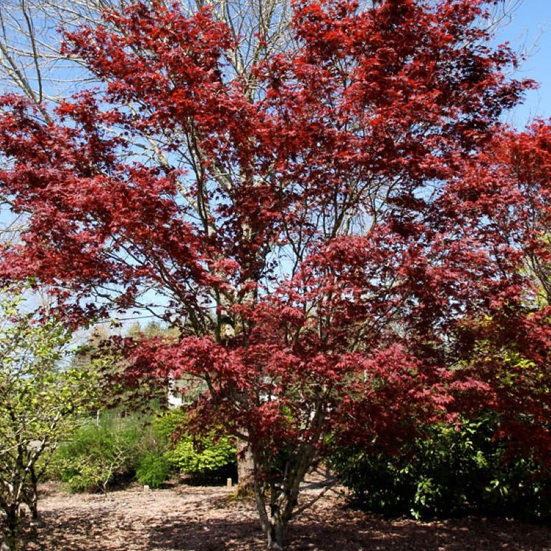 Bloodgood Japanese Maple Multi-stem