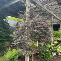 Bloodgood Japanese Maple