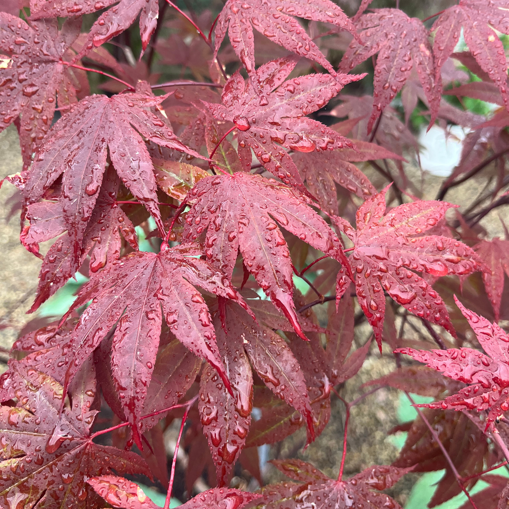 Bloodgood Japanese Maple Multi-stem