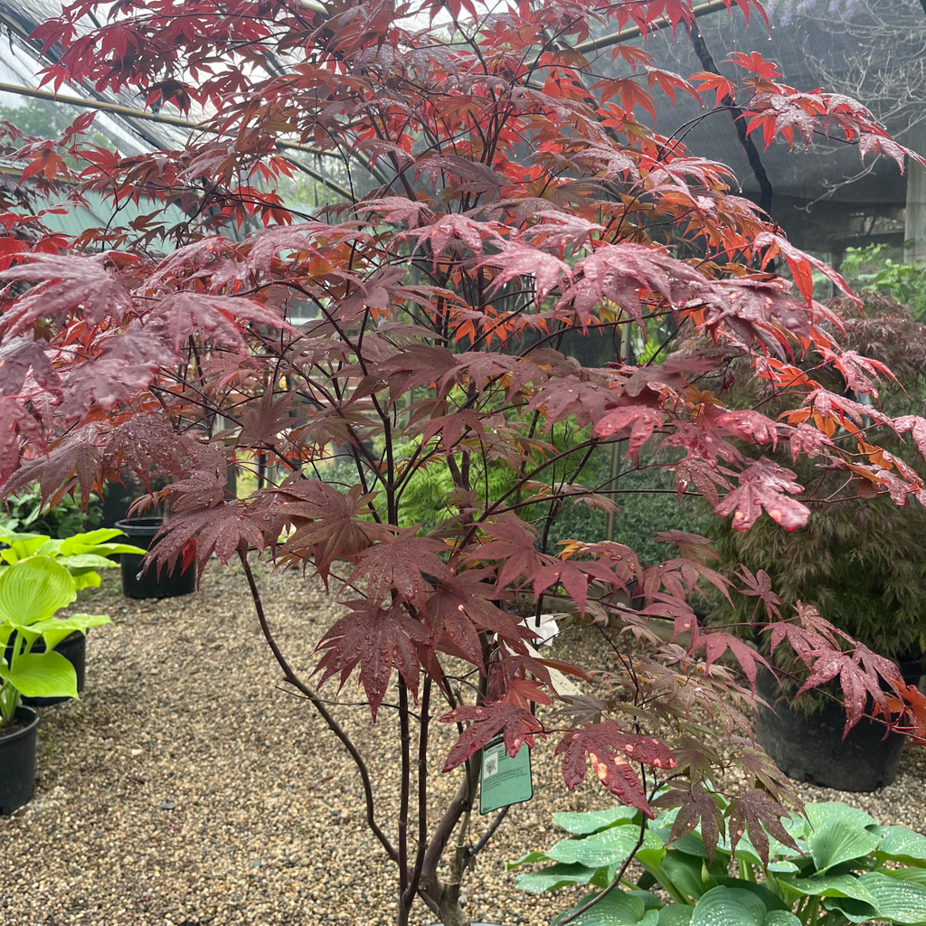 Bloodgood Japanese Maple Multi-stem