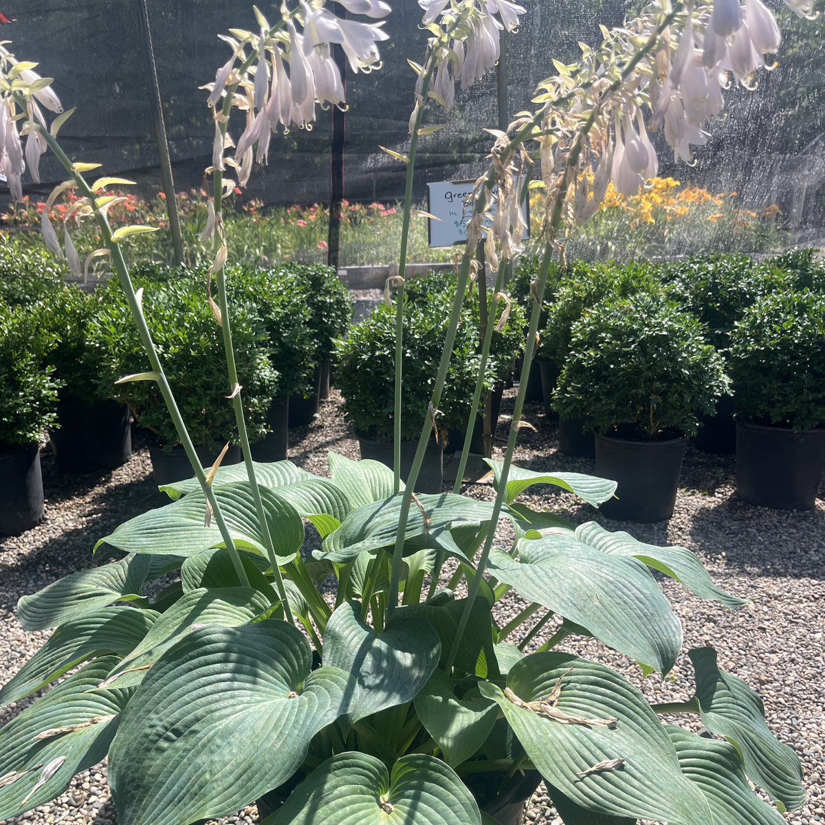 Blue Angel Hosta