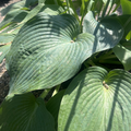 Blue Angel Hosta
