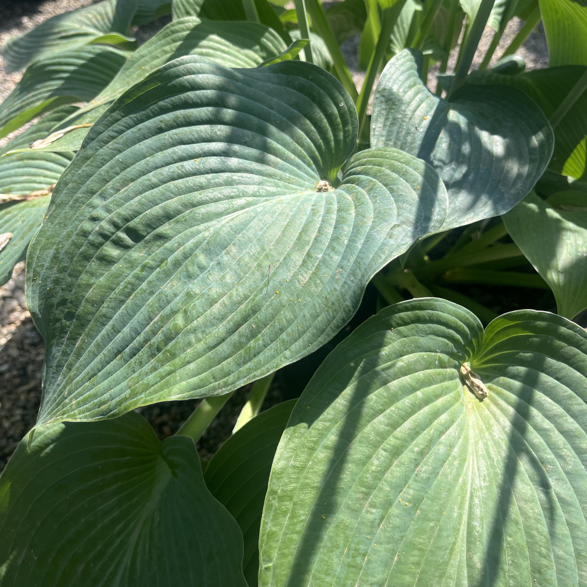 Blue Angel Hosta