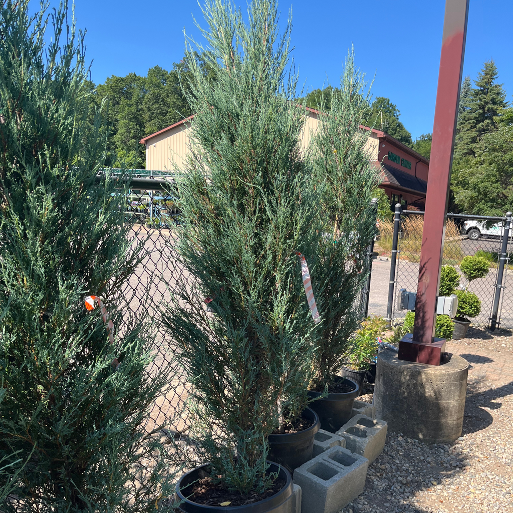 Blue Arrow Juniper