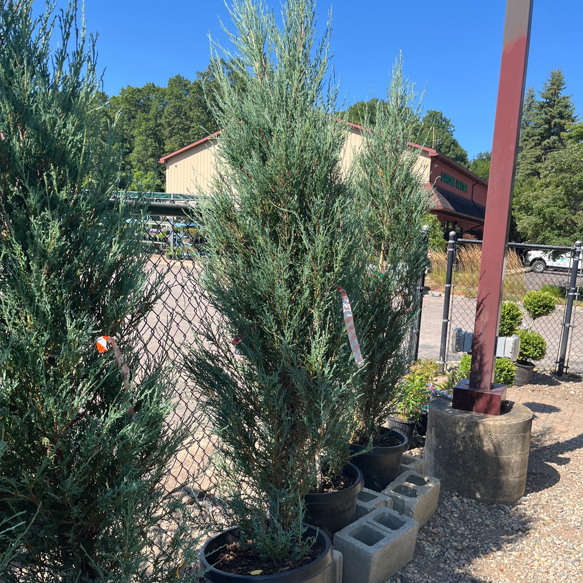 Blue Arrow Juniper