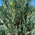 Blue Arrow Juniper