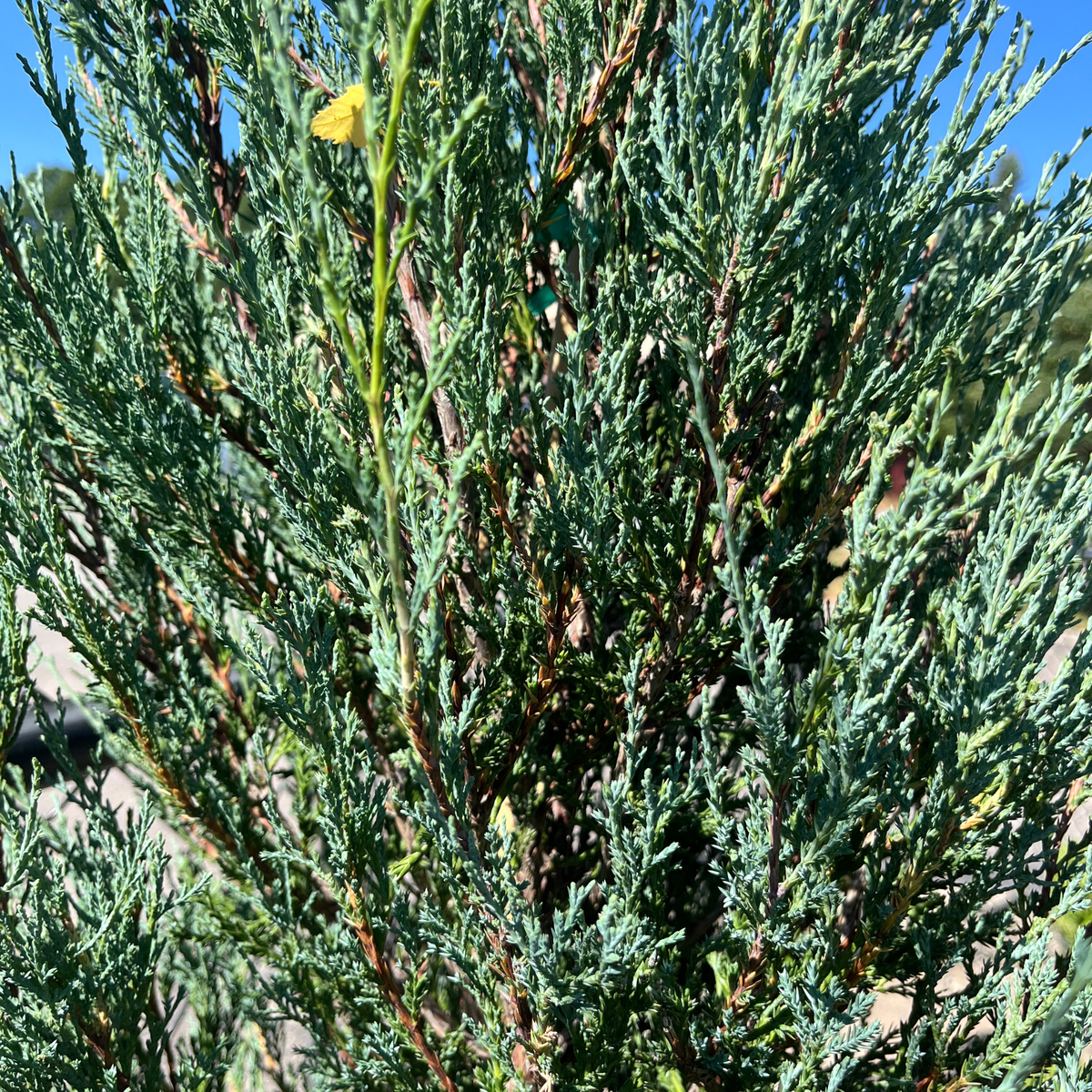 Blue Arrow Juniper