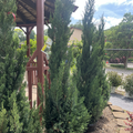Blue Point Juniper